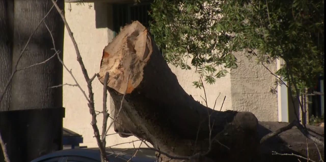 Empleados de mantenimiento de la ciudad tuvieron que cortar el tronco en pedazos para poder removerlo de la calle.