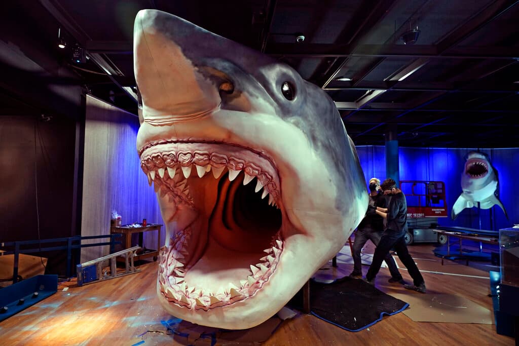 Adolescente halló en Florida un diente de una especie extinta de tiburón