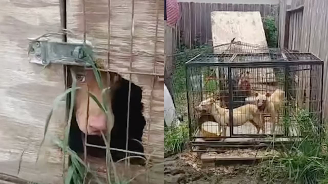 "Las condiciones eran terribles": rescatan 18 perros de una vivienda usada para venta de animales en Humble