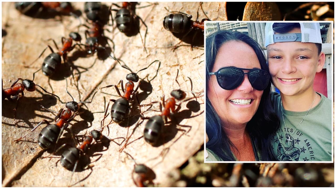 Madre de familia muere tras pisar hormiguero en el condado de Gwinnett