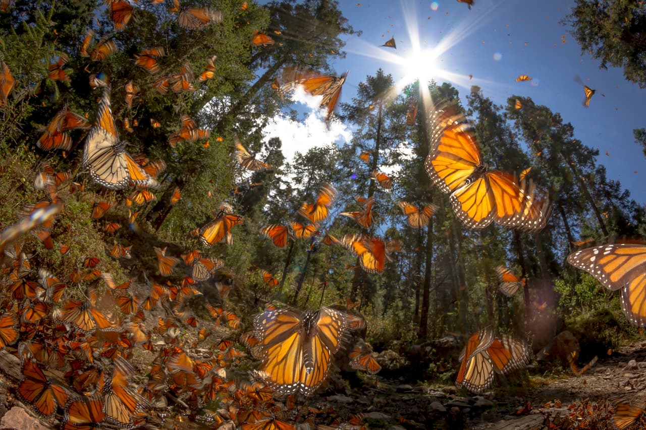 La reserva de la biosfera de la mariposa Monarca, un sitio natural mexicano reconocido por la UNESCO. 
<br>
<br>México es el país de América Latina con más lugares en el prestigiosos catálogo y cinco de ellos son maravillas naturales: las costa SIan Ka’an en Yucatán, el santuario de ballenas de El Vizcaíno, el desierto de Altar, el archipiélago de Revillagigedo y la reserva de la biosfera de la mariposa Monarca, al norte de la ciudad de México.