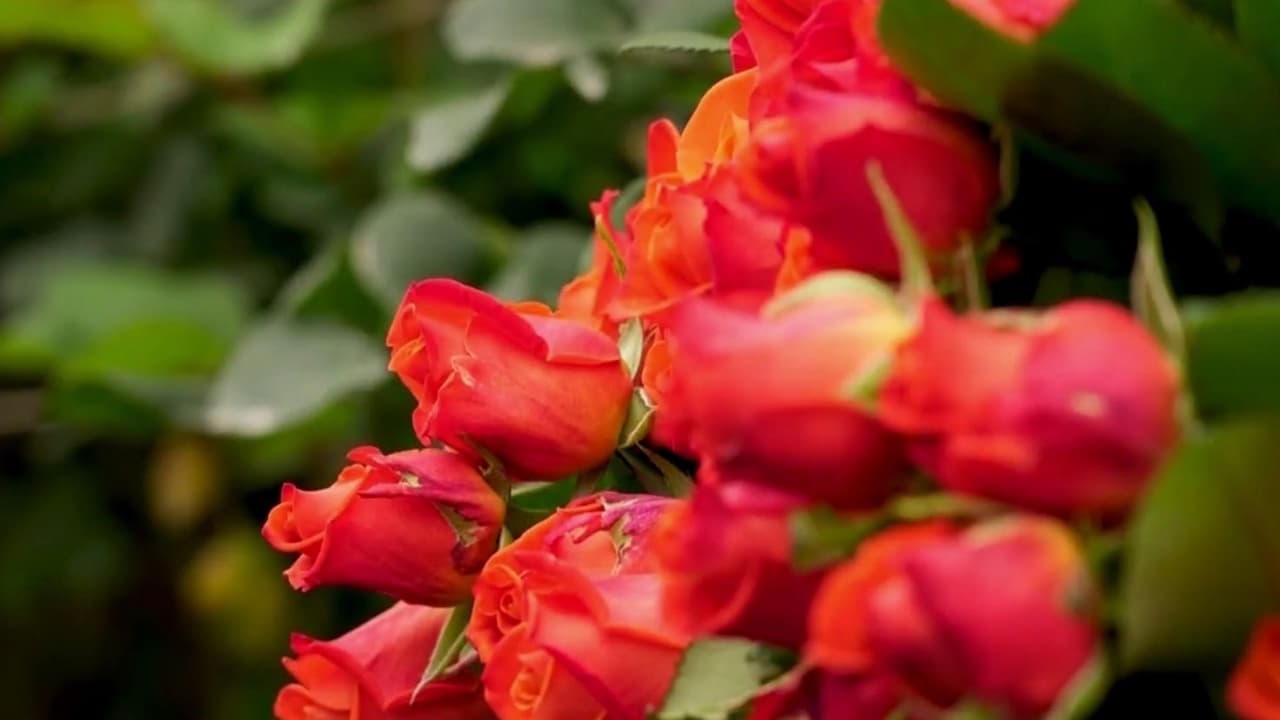 Noticias de negocios en 1 minuto: Colombia manda toneladas de flores a EEUU para San Valentín