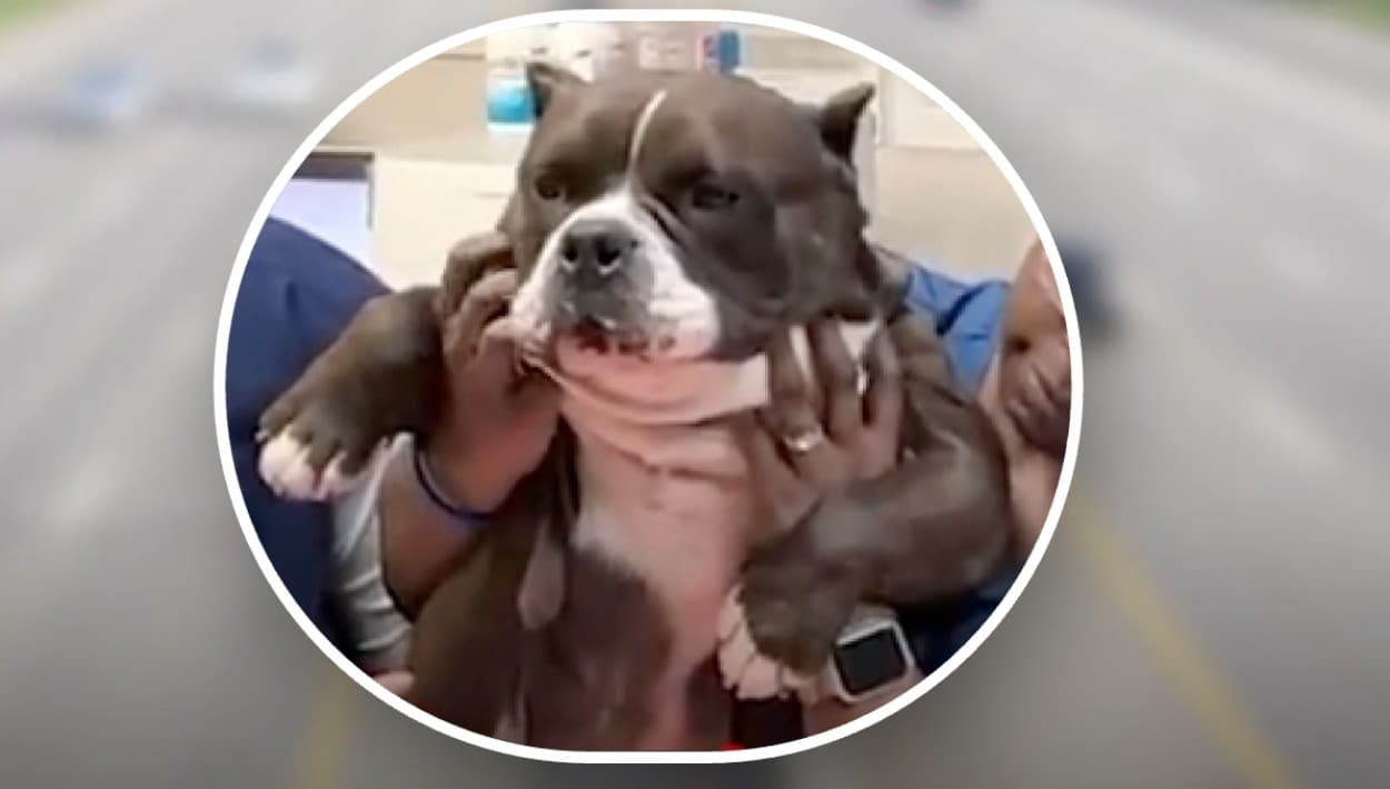 Un pitbull con nombre Taylor Swift detiene tráfico en una avenida en Florida