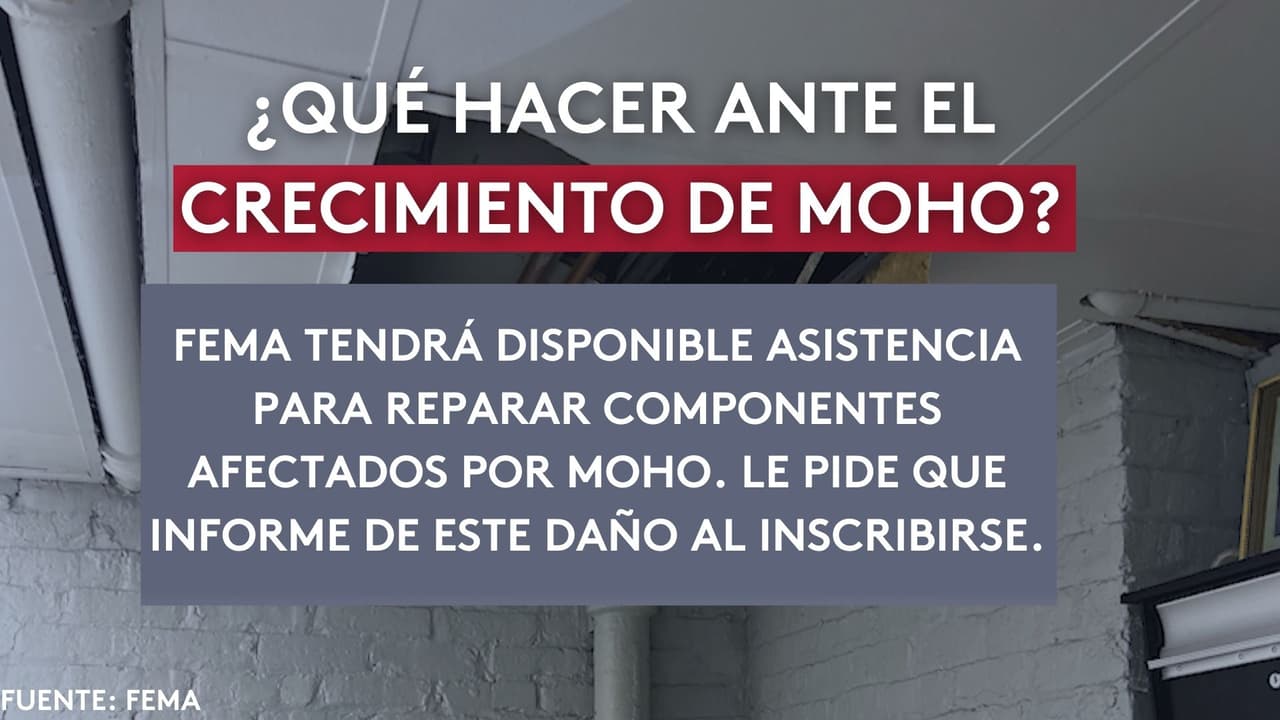 ¿Qué debo hacer ante el crecimiento de moho?