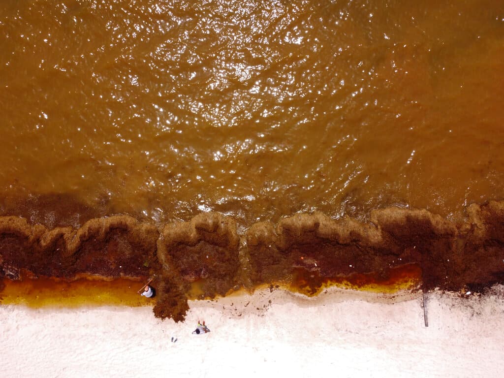 A qué se debe esta "isla errante" que apareció frente a las costas de Florida y en el golfo de México y se puede ver desde el espacio