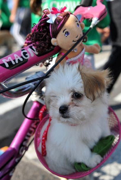 Algunas mascotas fueron a la competencia disfrazadas de bailarinas o vaqueros.