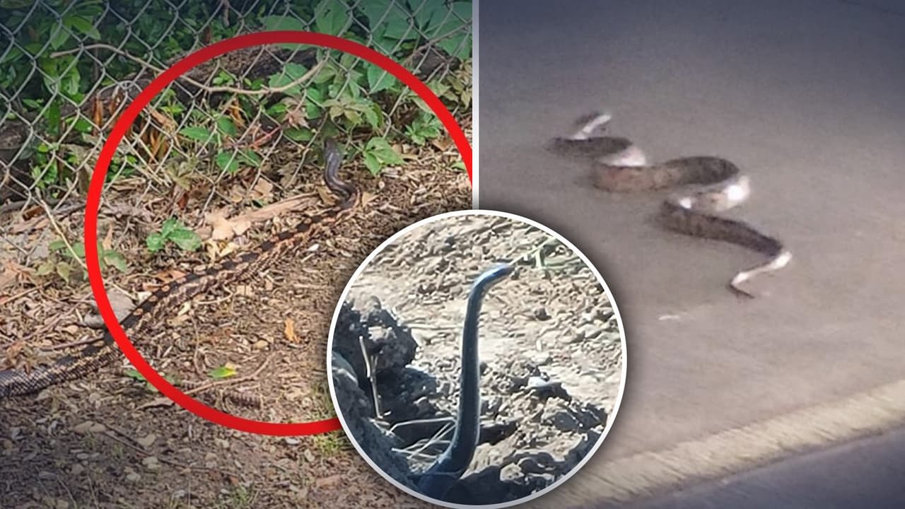 Te decimos cuáles serpientes son venenosas y cuáles no en Texas