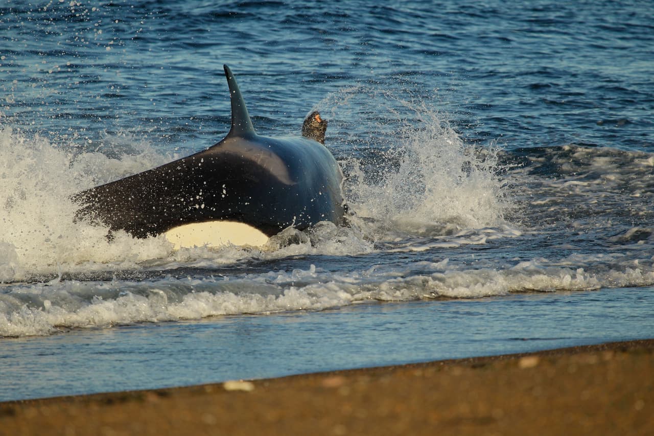 Las orcas se comunican a través de sonidos como chasquidos y se cree que cada grupo tiene su propio dialecto. Para navegar y cazar usan, como los delfines y las belugas, la ecolocación - tal como hacen los murciélagos para ubicar sus presas.