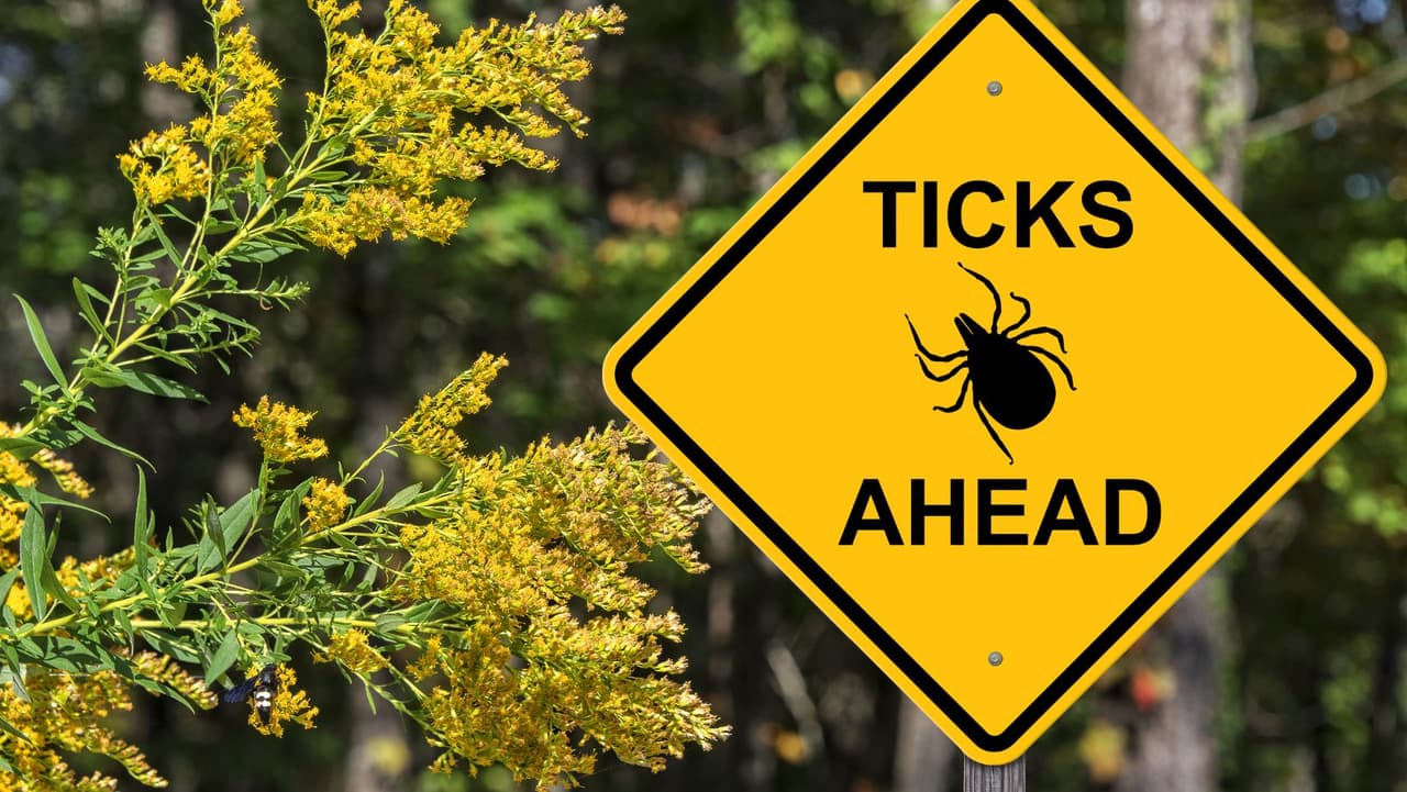 6. Los casos comúnmente surgen en el medio oeste superior, como Minnesota y Wisconsin, y el noreste, especialmente en el área de Nueva Inglaterra, donde Massachusetts se considera el epicentro del noreste del virus Powassan. En Pensilvania se han confirmado 11 casos en un periodo comprendido del 2010 al 2021. El más reciente se confirmó este verano. Todos los detalles 
<a href="https://www.univision.com/local/philadelphia-wuvp/jonny-simoson-3-anos-raro-virus-powassan-picadura-garrapata">aquí</a>.