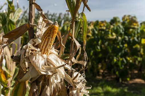 Abre un laberinto gigante de elotes en San Antonio que funciona los fines de semana