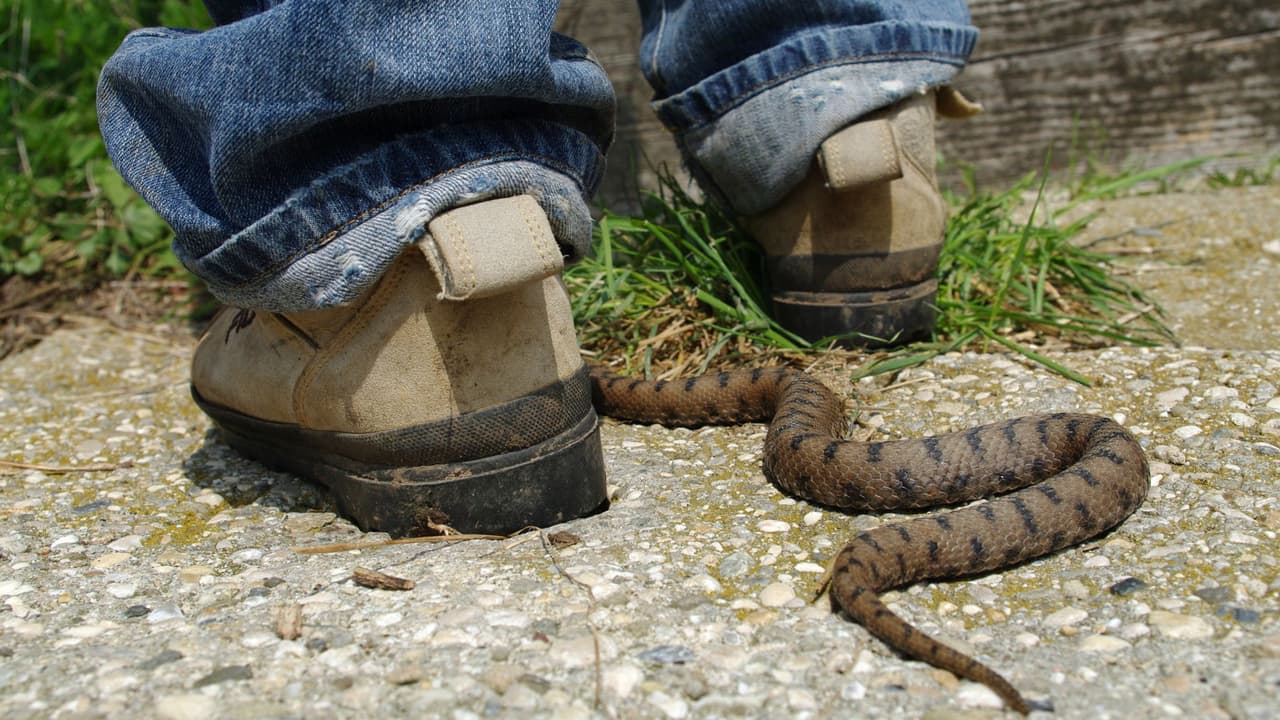 <h3 class="cms-H3-H3">🚑 ¿Y si alguien es mordido? </h3>
<br>
<b>Llama al 911 de inmediato.</b>
<br>
<b>Mantén a la persona tranquila</b> y sin moverse mucho.
<br>No cortes,
<b>no chupes el veneno</b> ni pongas hielo.
<br>
<b>Lleva a la persona al hospital </b>lo más rápido posible.