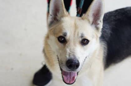 Refugio de animales en el condado de Williamson organizará evento de adopción gratuita