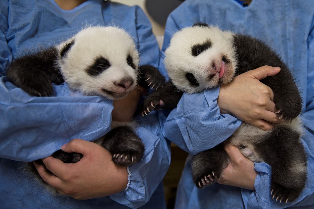 <b>Los gemelos panda de Francia</b>
<br>
<br>Dos cachorros de panda gemelos llamados nacieron en el Zoológico de Beauval, en Saint-Aignan-sur-Cher, Francia, el 2 de agosto. Fueron llamados Flor de Algodón y Pequeña Nieve.