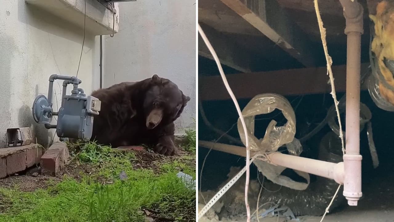Un oso vivió 6 semanas bajo su casa: así lo sacaron en 20 minutos