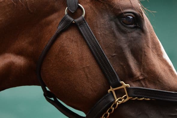 El entrenador Art Sherman suele describir a California Chrome como un "caballo al que se oprime un botón". Ello significa que el potro responde a lo que le pide Espinoza.