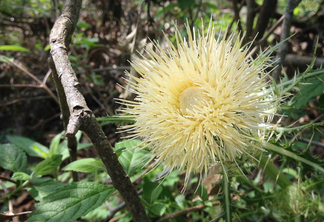 Junto con las Bluebonnets —flor oficial de Texas , en los bosques, autopistas, praderas, senderos y playas texanas se puede apreciar una variada gama de flores silvestres de todos los colores, tamaños y formas durante la primavera