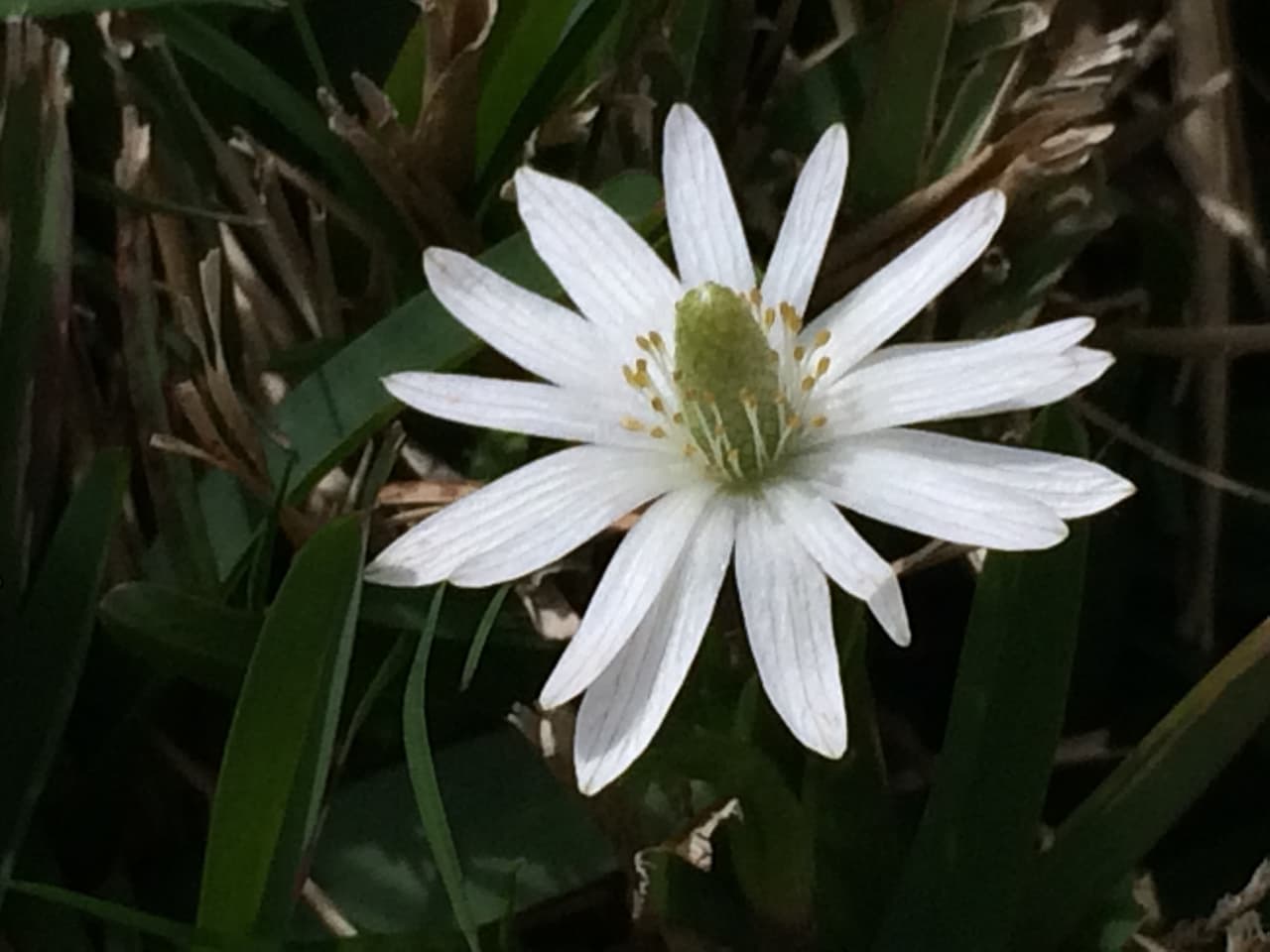 Junto con las Bluebonnets —flor oficial de Texas , en los bosques, autopistas, praderas, senderos y playas texanas se puede apreciar una variada gama de flores silvestres de todos los colores, tamaños y formas durante la primavera