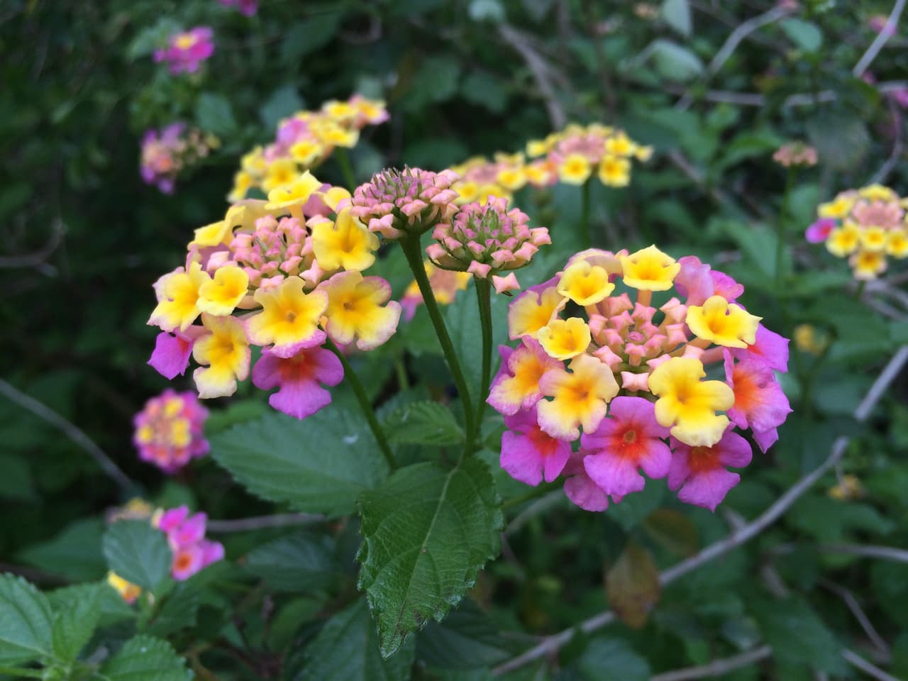 Junto con las Bluebonnets —flor oficial de Texas , en los bosques, autopistas, praderas, senderos y playas texanas se puede apreciar una variada gama de flores silvestres de todos los colores, tamaños y formas durante la primavera