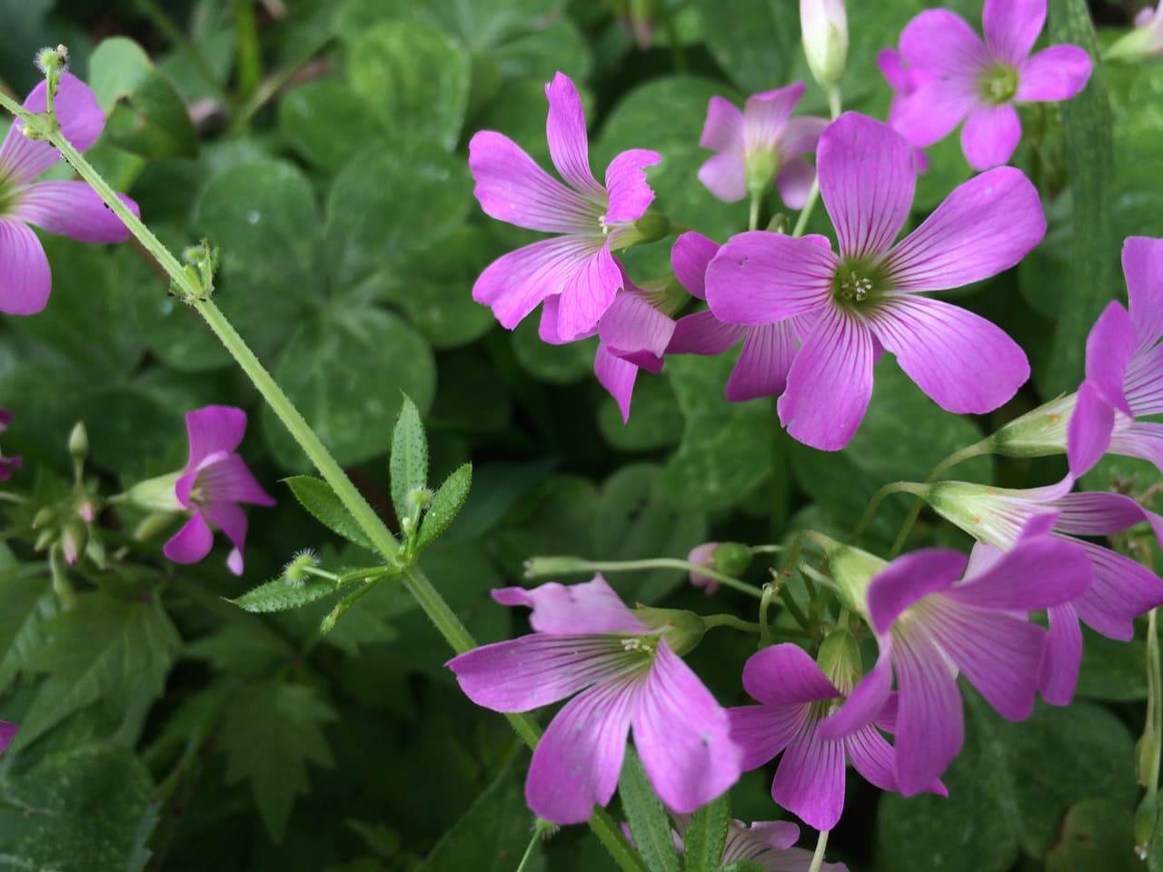 Junto con las Bluebonnets —flor oficial de Texas , en los bosques, autopistas, praderas, senderos y playas texanas se puede apreciar una variada gama de flores silvestres de todos los colores, tamaños y formas durante la primavera