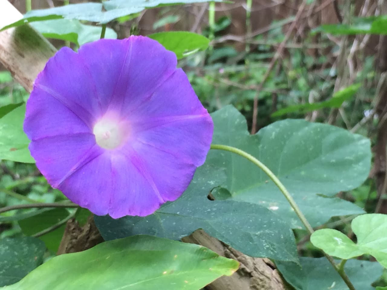 Junto con las Bluebonnets —flor oficial de Texas , en los bosques, autopistas, praderas, senderos y playas texanas se puede apreciar una variada gama de flores silvestres de todos los colores, tamaños y formas durante la primavera