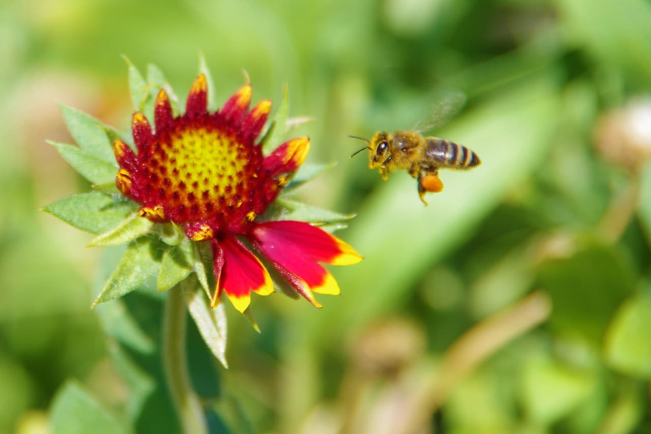 Junto con las Bluebonnets —flor oficial de Texas , en los bosques, autopistas, praderas, senderos y playas texanas se puede apreciar una variada gama de flores silvestres de todos los colores, tamaños y formas durante la primavera