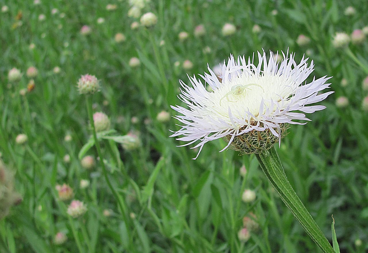 Junto con las Bluebonnets —flor oficial de Texas , en los bosques, autopistas, praderas, senderos y playas texanas se puede apreciar una variada gama de flores silvestres de todos los colores, tamaños y formas durante la primavera