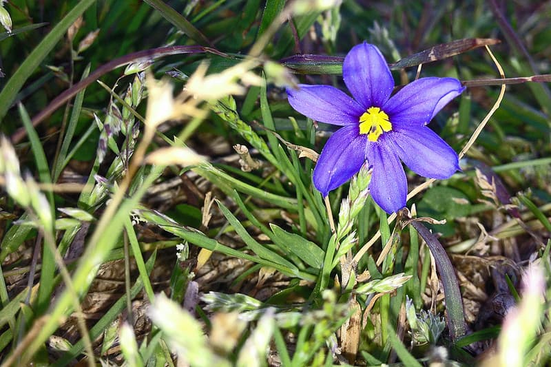 Junto con las Bluebonnets —flor oficial de Texas , en los bosques, autopistas, praderas, senderos y playas texanas se puede apreciar una variada gama de flores silvestres de todos los colores, tamaños y formas durante la primavera