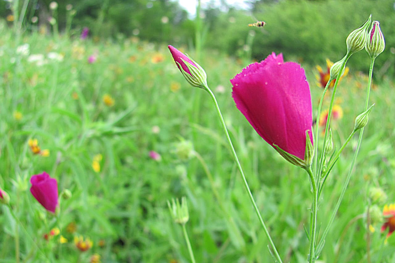 Junto con las Bluebonnets —flor oficial de Texas , en los bosques, autopistas, praderas, senderos y playas texanas se puede apreciar una variada gama de flores silvestres de todos los colores, tamaños y formas durante la primavera