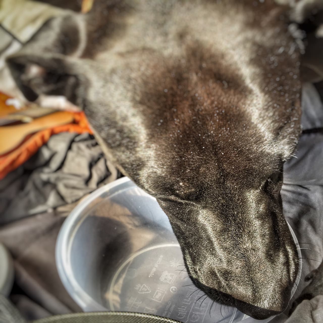 Bobby sólo se detiene a dormir para restaurar energías y seguir descubriendo el mundo.