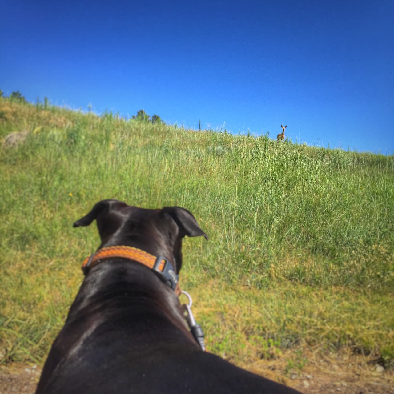 Bobby, un labrador. A él le encanta estar con su dueño y correr por doquier.