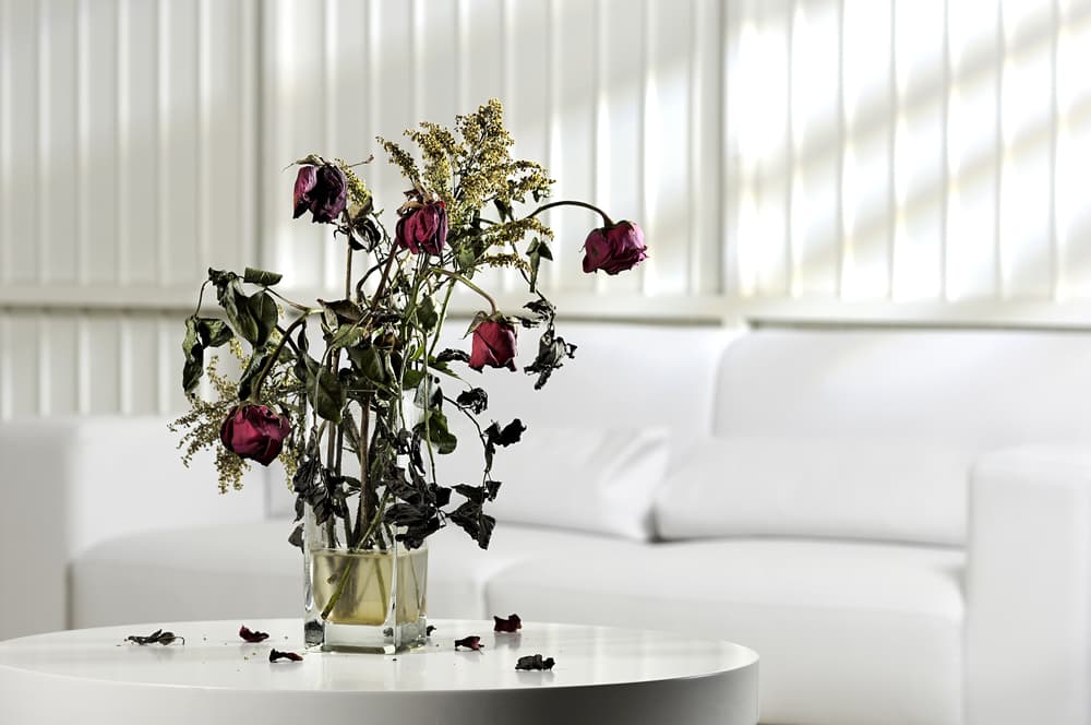 <b>Flores muertas</b>
<br>Si de repente compras un bonito arreglo de rosas o cualquier otra flor y duran más poquito de lo normal y se marchitan pronto, o tus plantas se mueren al parecer 'de la nada', también pueden ser señal de mala vibra y toxicidad.