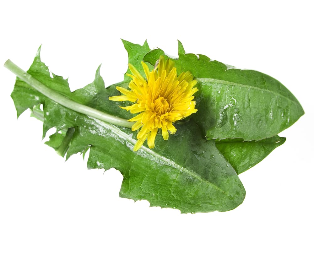 Entre sus múltiples beneficios naturales se encuentran las de limpiar el organismo, liberándolo de toxinas. Es depurador, protector y estimulante hepático y de la vesícula biliar. Tiene un claro efecto diurético, depurando los riñones.