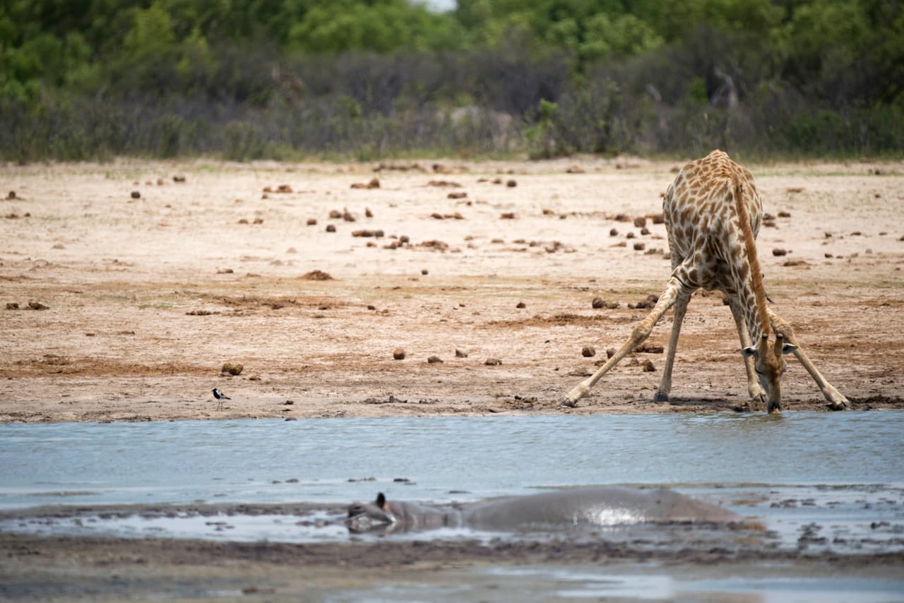 Las jirafas presentan un desafío a la hora de tomar agua. Debido a su tamaño deben extender sus patas de forma peculiar hacia los lados y estirar su cuello en un ángulo perfecto quedando vulnerables al ataque de los depredadores. Así que el simple hecho de saciar su sed representa todo un desafío.