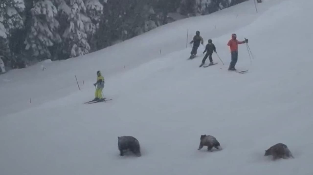 Osos aterrorizan a esquiadores de nieve en centro turístico Northstar California Resort en Lake Tahoe