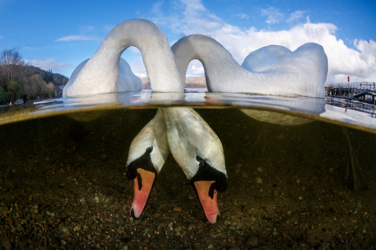 Tórtolos - Ganador, Fotógrafo submarino británico del año 2018 y categoría gran angular. Dos cisnes se entrelazan aún bajo agua en el lago Lomond de Escocia.
