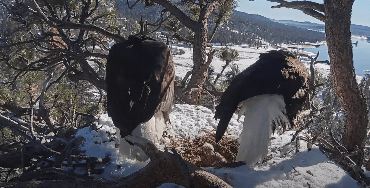Es la primera vez en tres años que la pareja logra completar el ciclo de puesta, empollamiento y eclosión.