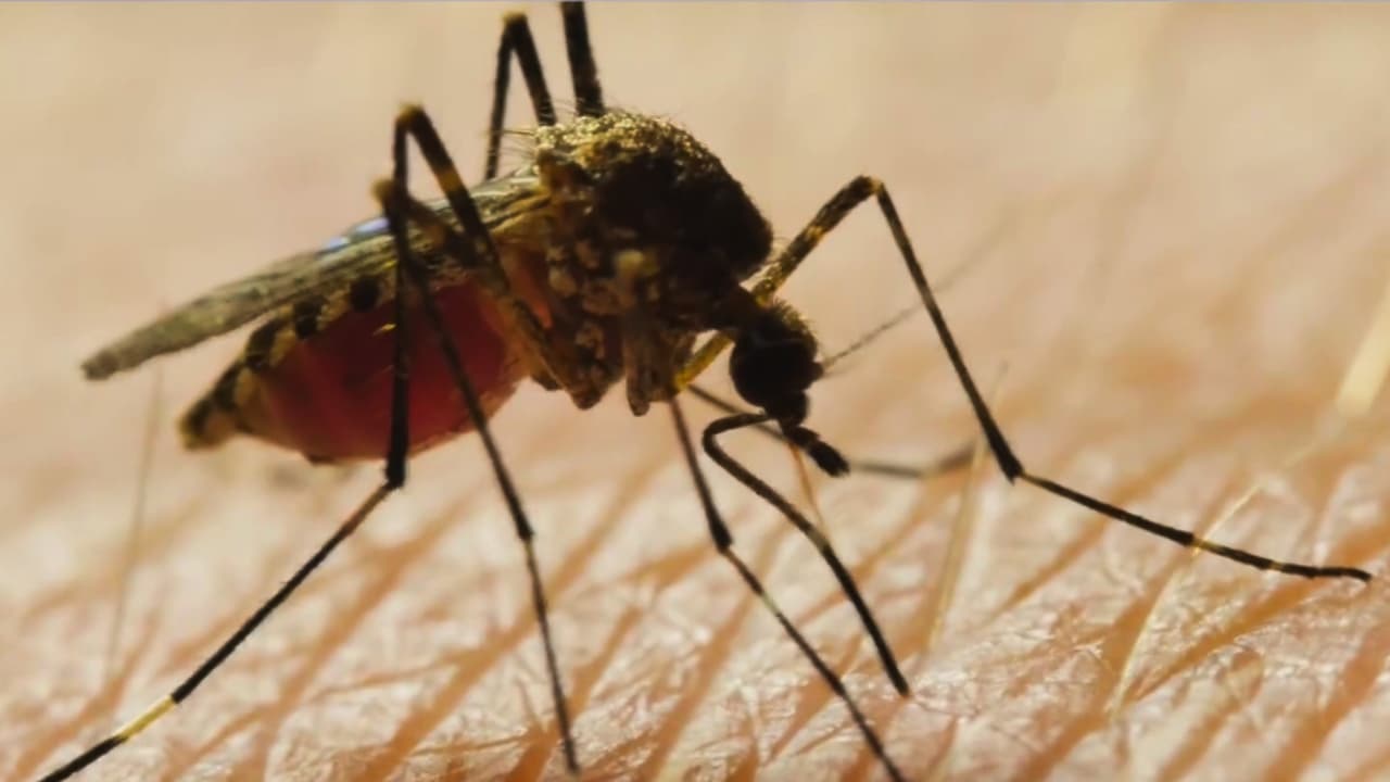 Alerta en Chicago por presencia de mosquitos y el primer caso mortal del virus del Nilo