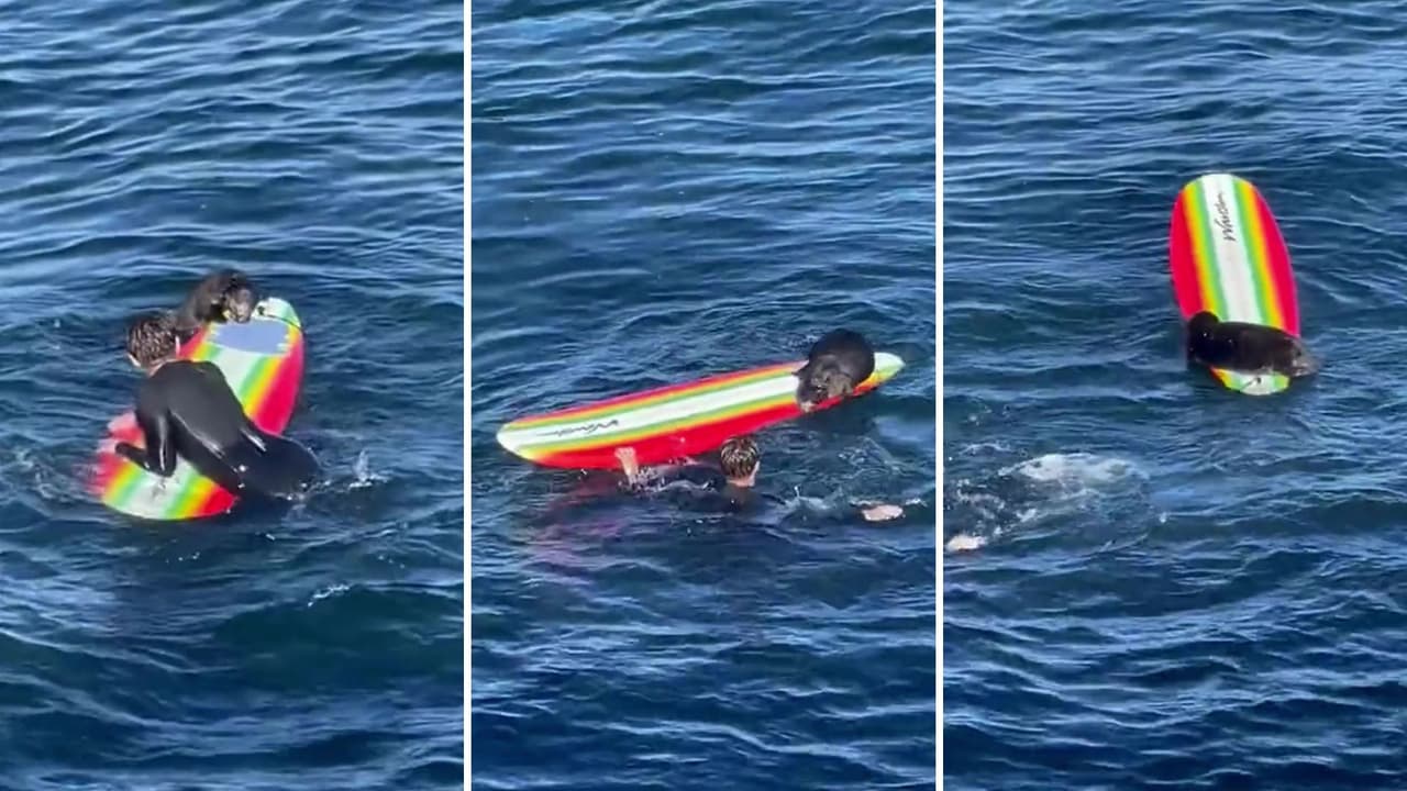 Una nutria marina fue captada robando tablas de surf a los bañistas en la costa de Santa Cruz. La nutria, que es una hembra de 5 años, suele treparse a la tabla y está bajo vigilancia de las autoridades de vida silvestre. Mira los detalles.