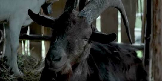 Black Phillip, el chivo poseído por el diablo en 'The Witch' se robó la película y se convirtió en uno de los monstruos más célebres de la pantalla en 2016.