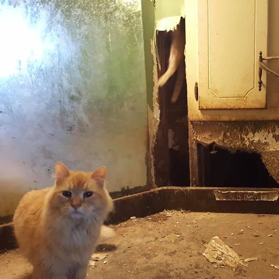 Algunos gatos todavía permanecen en la propiedad en Denton.