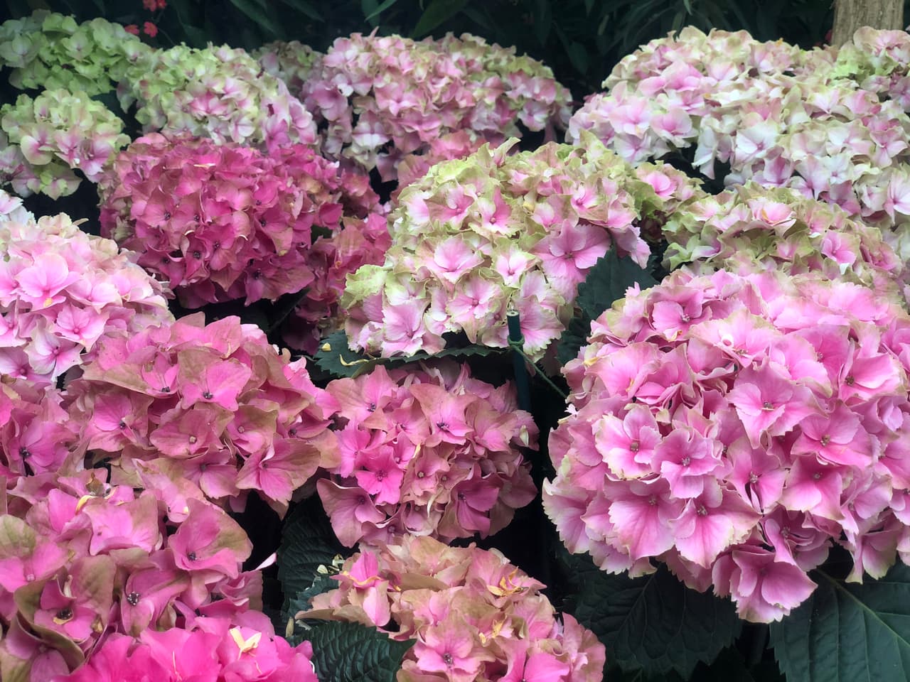 ¡Gracias por tanto, Mamá! 
<br>