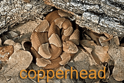 <b>Copperheads</b> 
<br>Trans-Pecos copperhead 
<br>
<br>Mide 20-30 pulgadas de largo y se encuentra cerca de manantiales en la parte sur de la Trans-Pecos.
<br>
<br>También están las 
<b>southern copperhead</b>, que miden 20-30 pulgadas de largo y que se encuentra en un tercio del este del estado.