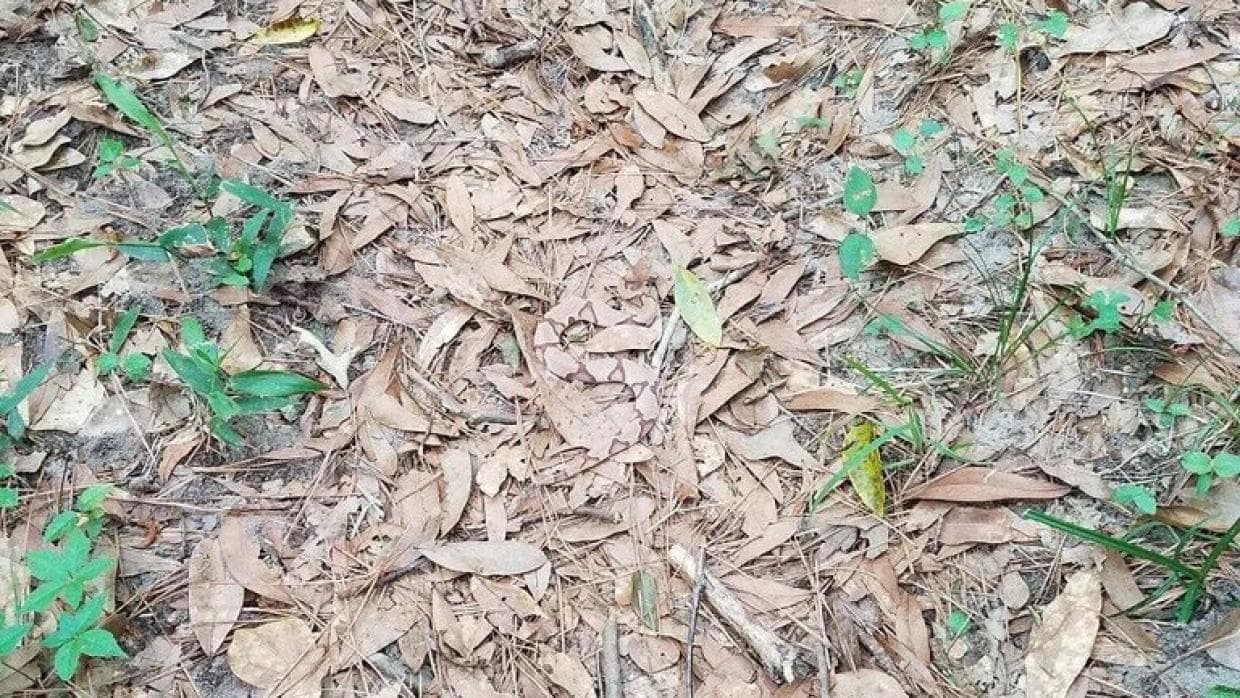 <b>La serpiente escondida </b>
<br>Una bióloga tuitera especializada en serpientes publicaba en primavera una foto que le había enviado
<a href="https://twitter.com/WGWalkowski">una amiga también bióloga. </a>Compartió esta imagen en su Twitter retando a sus seguidores a encontrar el pequeño reptil que se camuflaba entre las hojas secas. El post se hizo viral y en poco tiempo logró más de 23,000 “me gusta”. Al día siguiente de la publicación muchos seguían aún en busca del animal.