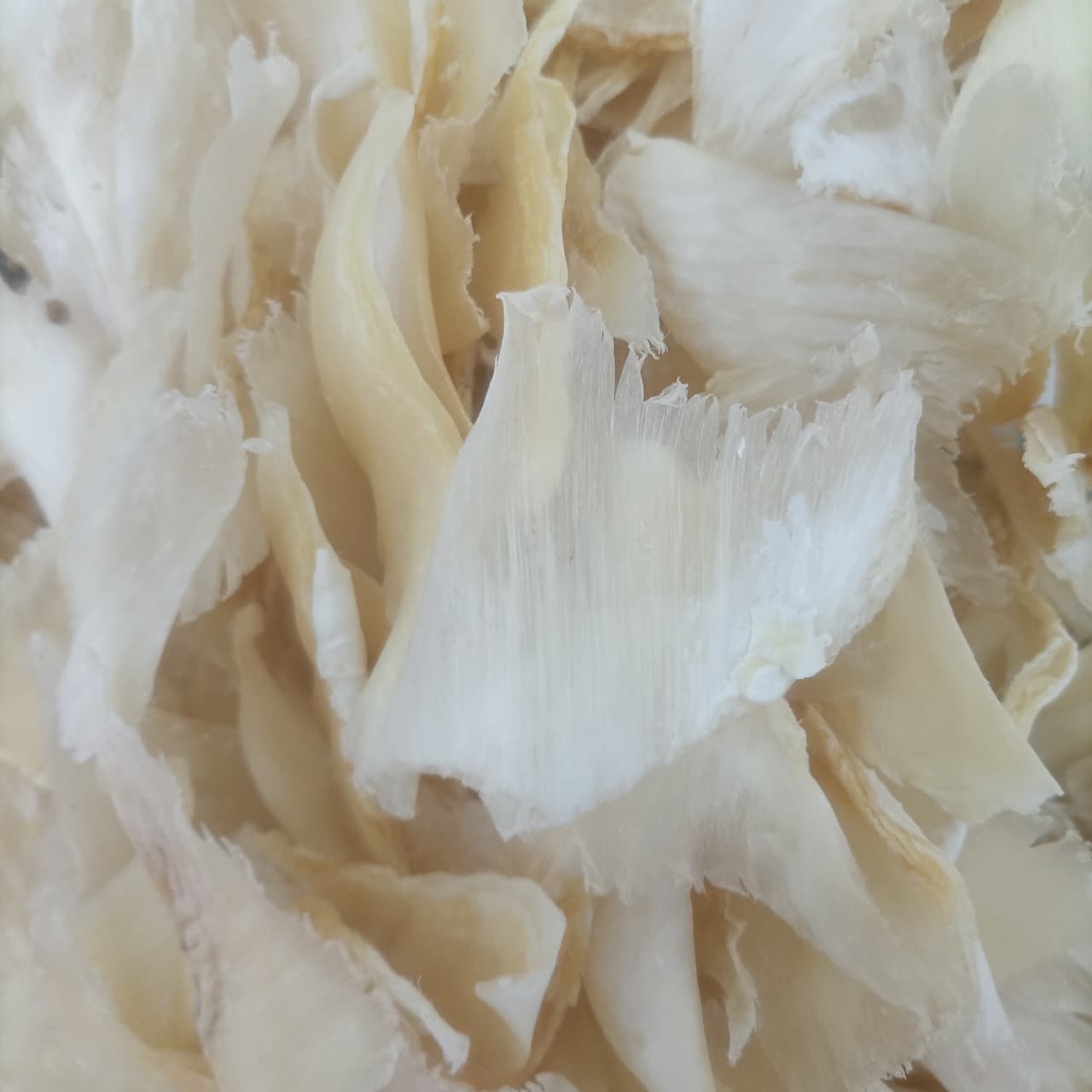 En la última década, las exportaciones de aletas de tiburón de Sri Lanka se han cuadruplicado, y la mayor parte va a Hong Kong, Taiwán y China, países que han hecho poco por frenar este comercio.