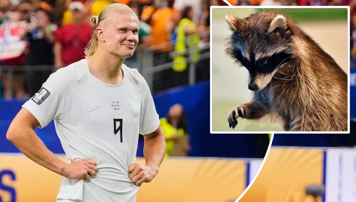 Erling Haaland bautiza a su mapache antes de que llegue a Noruega el último que tenía Wild Bill's