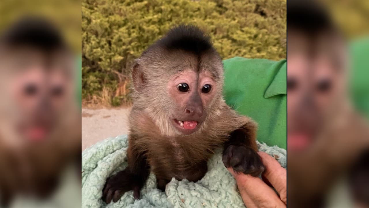 El pequeño mono llamado Route fue el principal sospechoso de haber marcado a emergencias. La adorable situación se volvió viral. Todo comenzó cuando se recibió un llamado a la línea de emergencias desde las oficinas del zoológico Zoo to you, una reserva a 320 kilómetros de Los Ángeles.