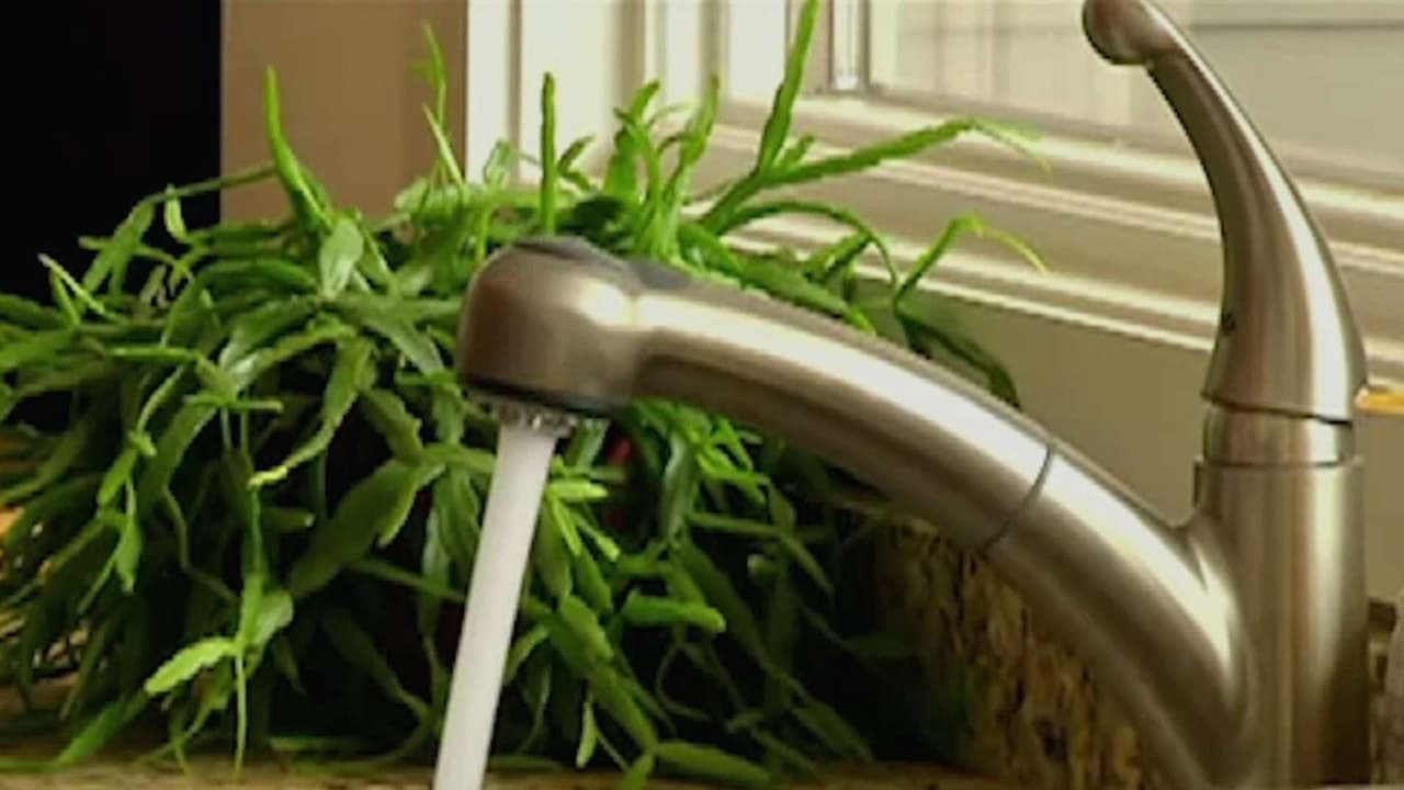 Cobros inflados del agua en Chicago: auditoría confirma errores y explica cómo pedir alivio
