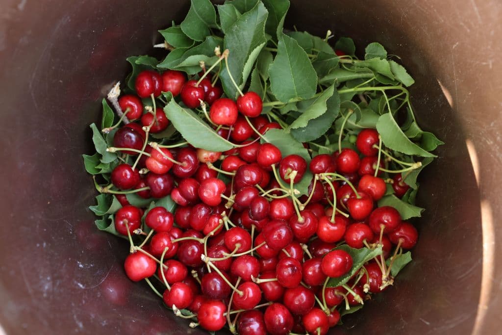 <b>10. Cerezas:</b> Más del 90% de todas las muestras de cerezas analizadas dieron positivo a residuos de dos o más pesticidas. Lo mismo ocurrió con las fresas, manzas, espinacas, nectarinas y uvas.