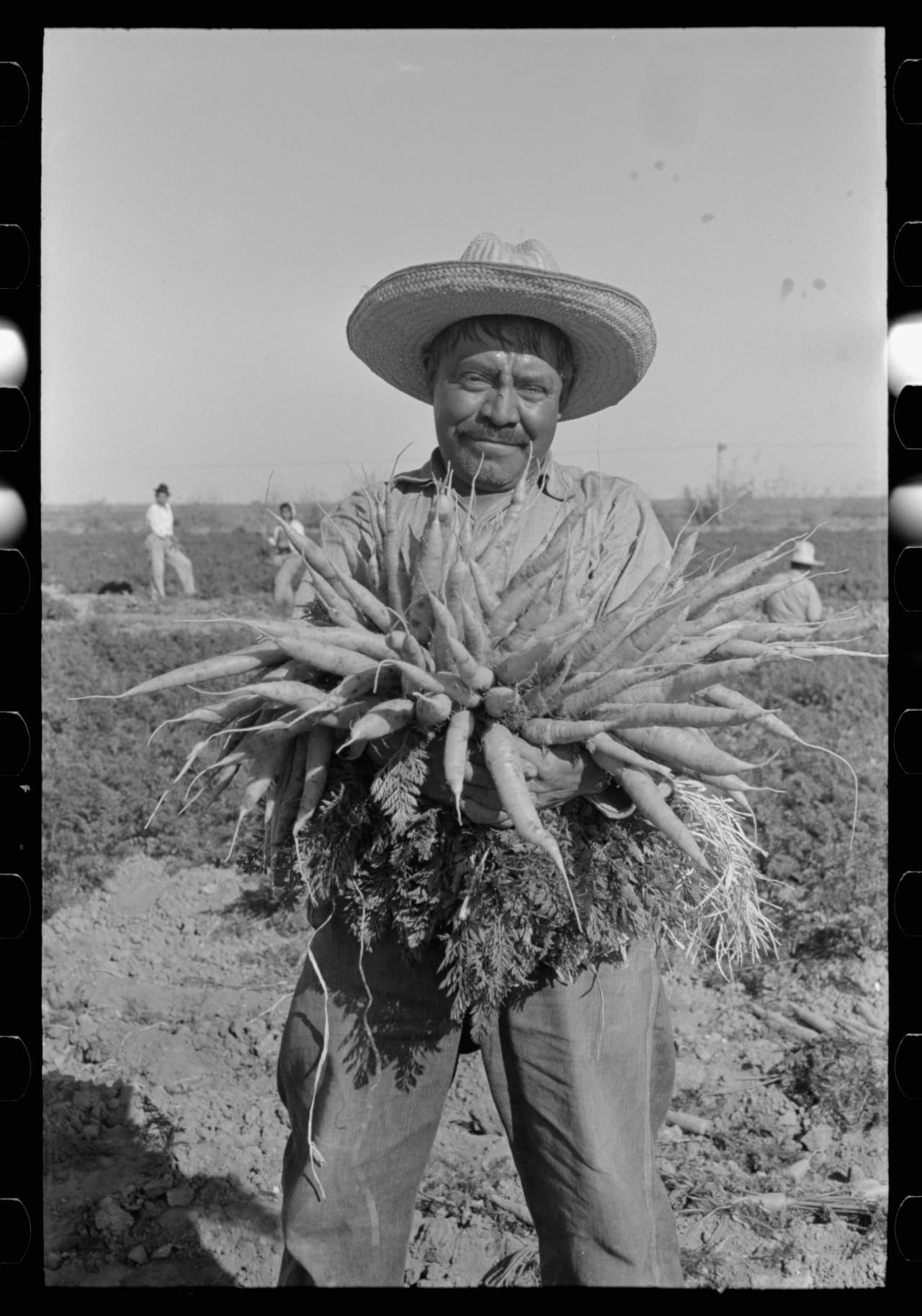 Un agricultor muestra la cosecha de zanahorias en Edinburg, Texas. 1939.