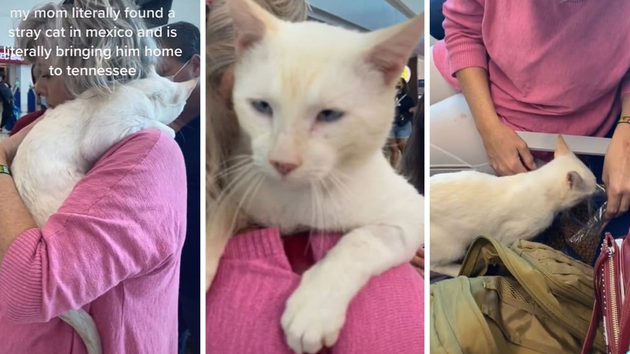 Así fue el rescate del gato que ahora se llama Chico